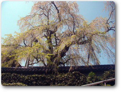 円正寺の枝垂れ桜